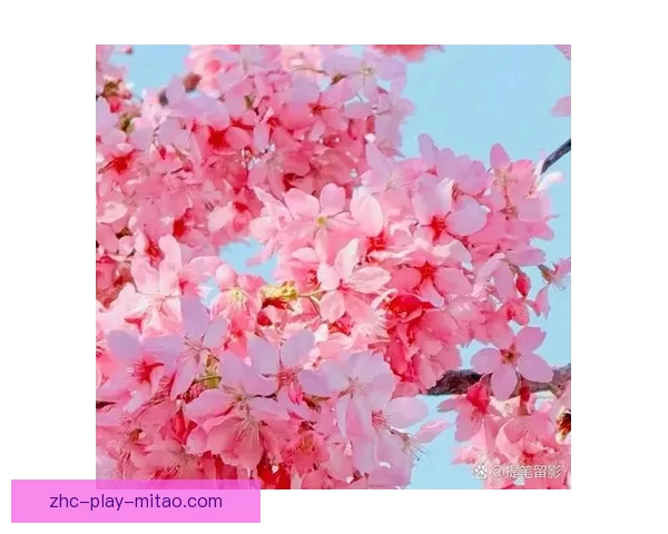 樱花视频在线：定格春日烂漫，品味生活之美
